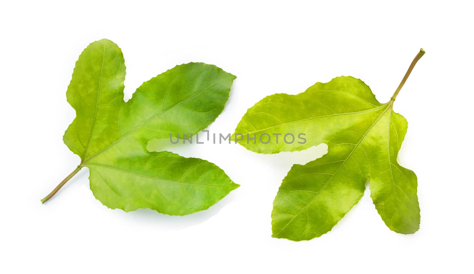 Passion fruit leaves on white background. 