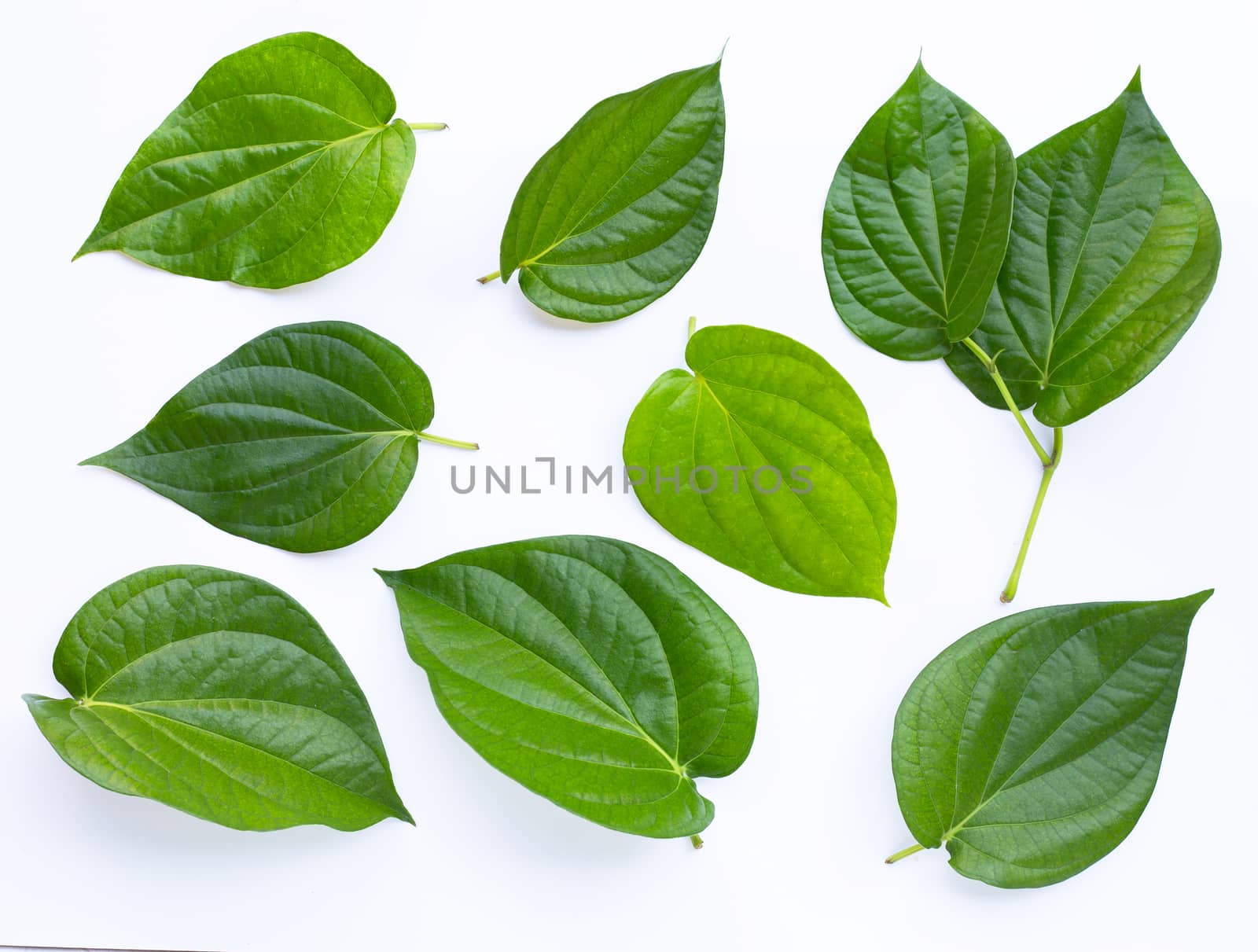 Green betel leaves, Fresh piper betle on white background.