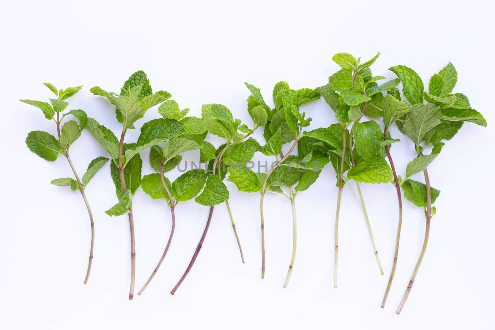 Fresh  mint leaves  on white background.
