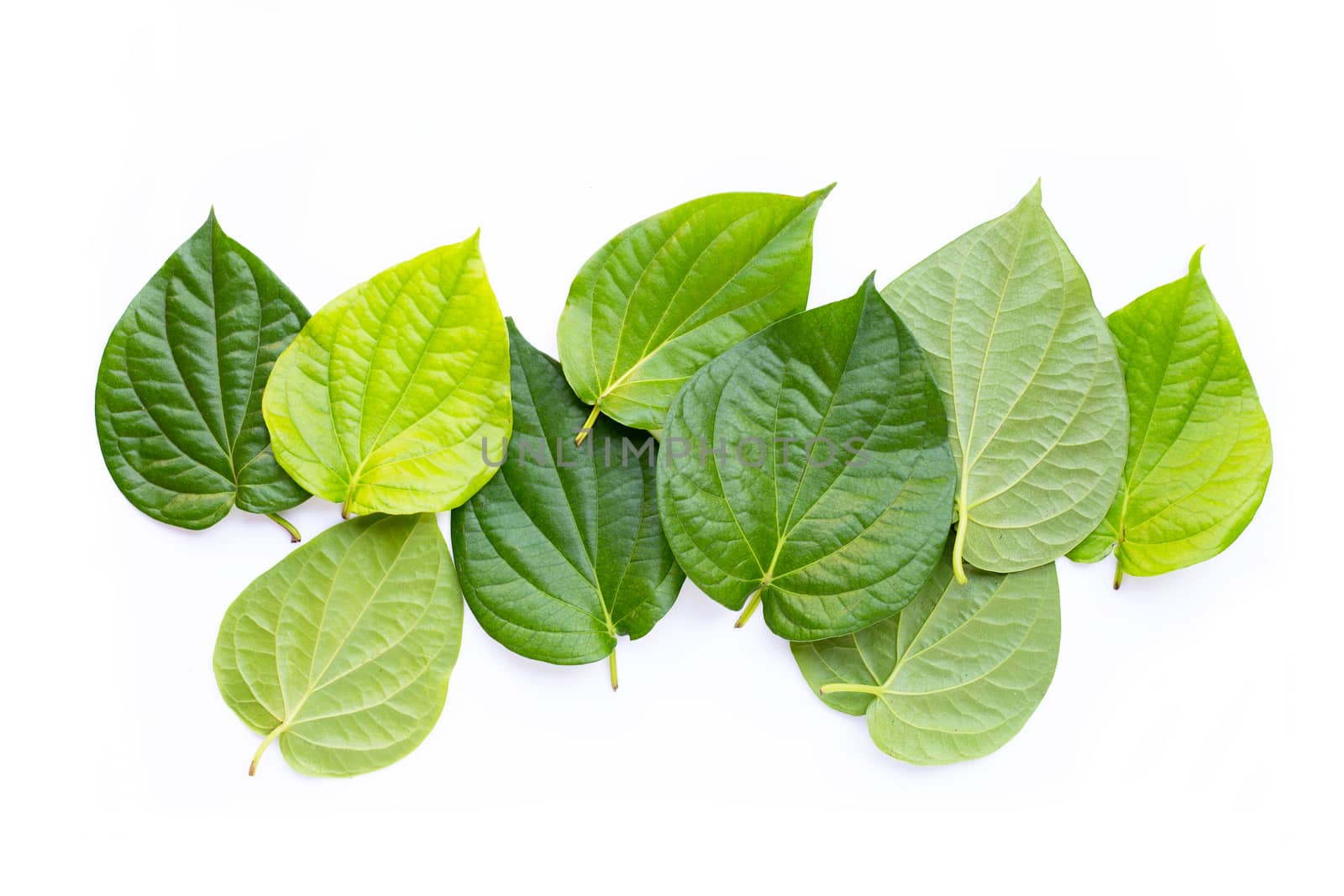 Green betel leaves, Fresh piper betle on white background.
