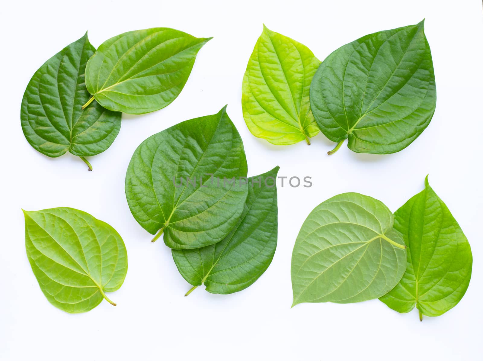 Green betel leaves, Fresh piper betle on white background. Top view