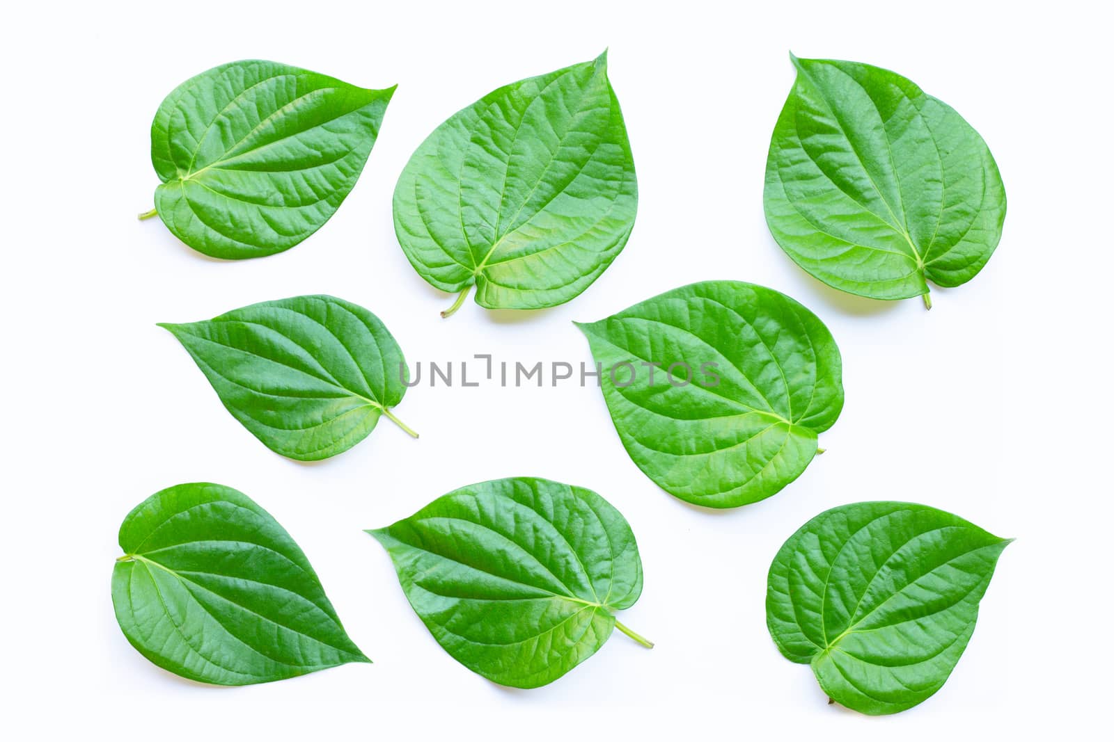 Green betel leaves, Fresh piper betle on white background.