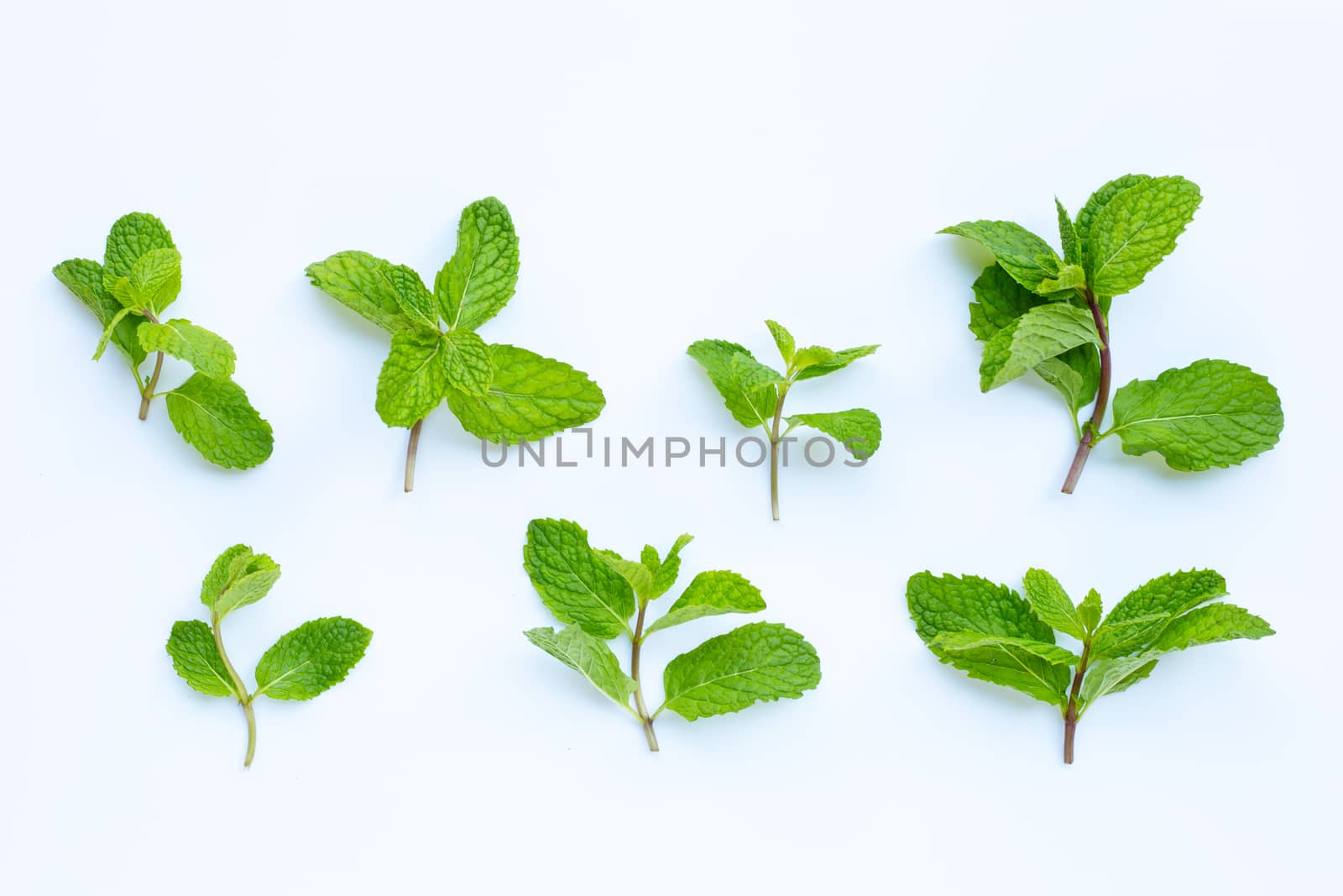 Fresh  mint leaves  on white background.