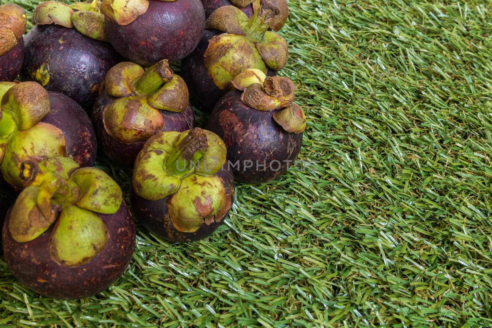 Mangosteen on Green Grass Background : Tropical Fruit from Thailand