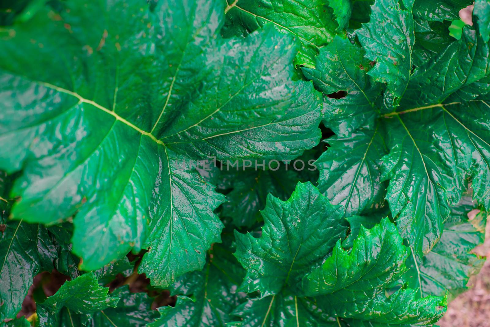 High angle view of close up shot of plants leaves by rushay