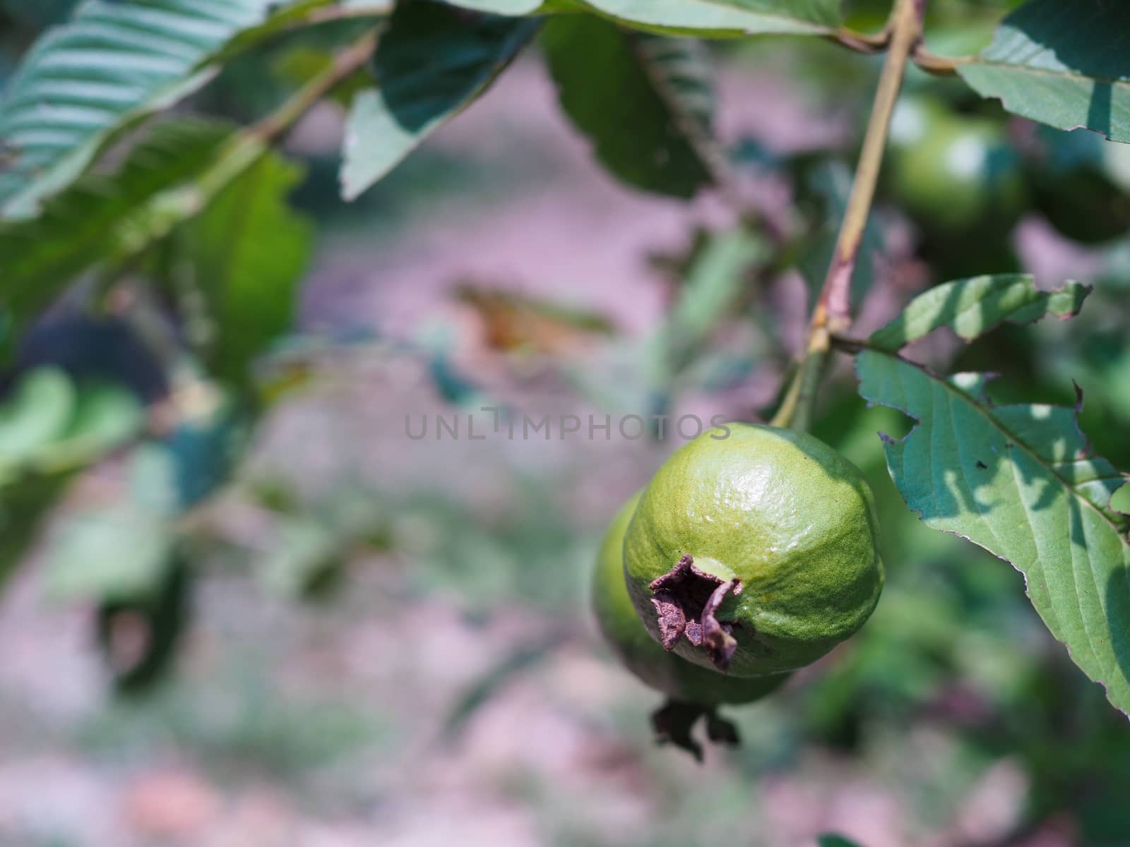 Guava beautiful balls to eat on guava trees by Unimages2527