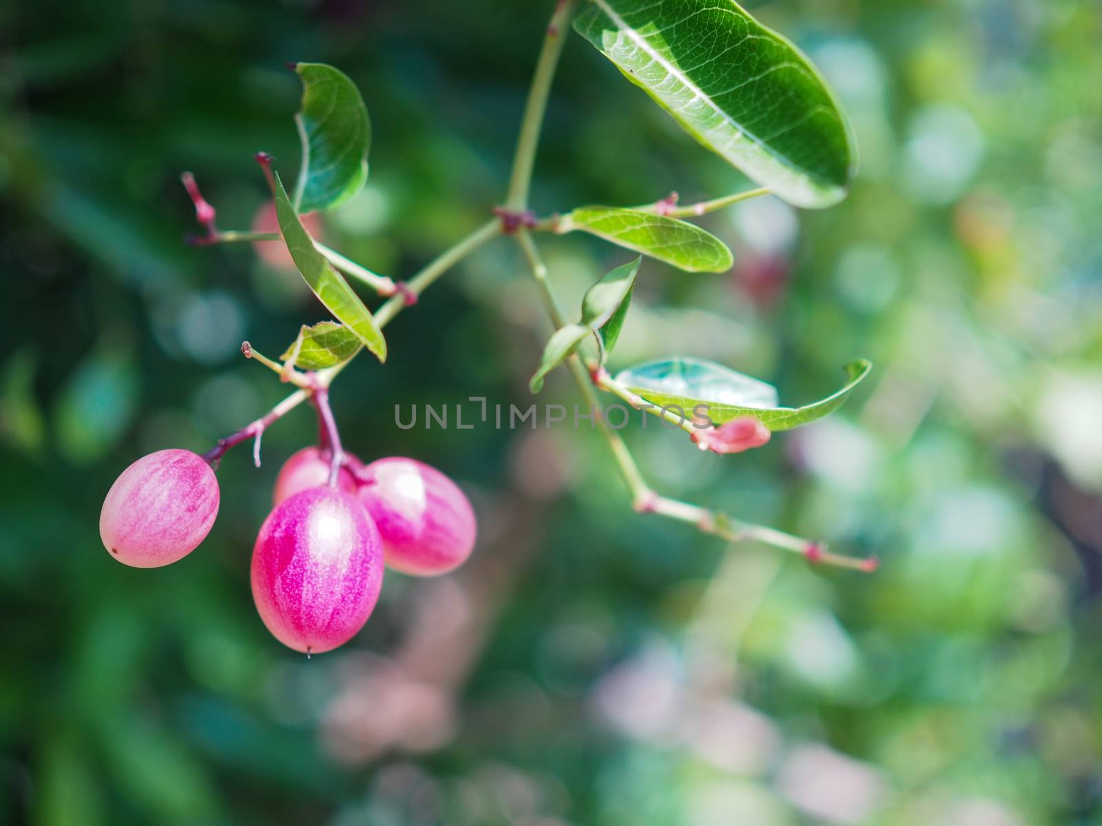 Cherries are fully ripe. Almost eaten by Unimages2527