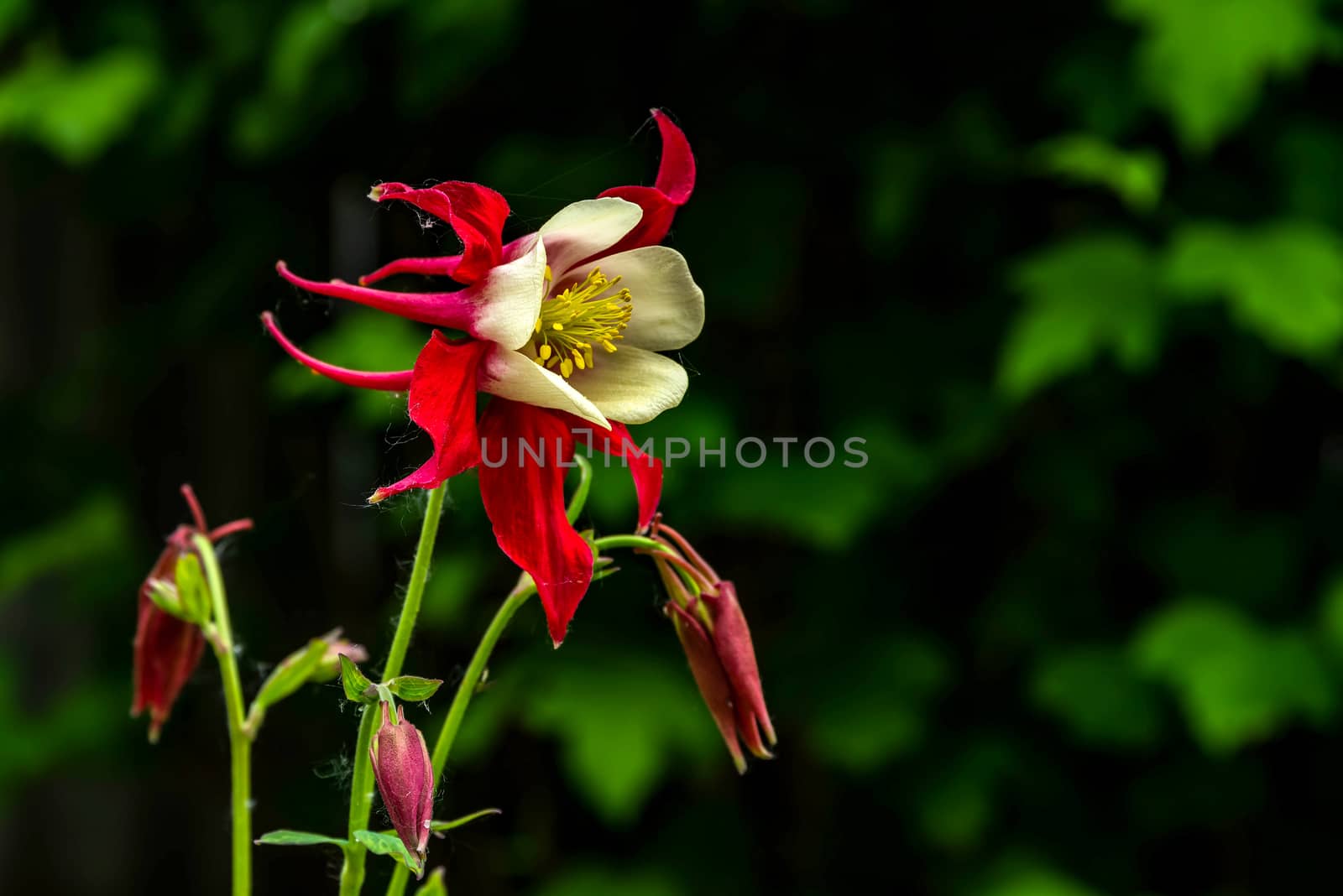 Eastern Columbine with green background.