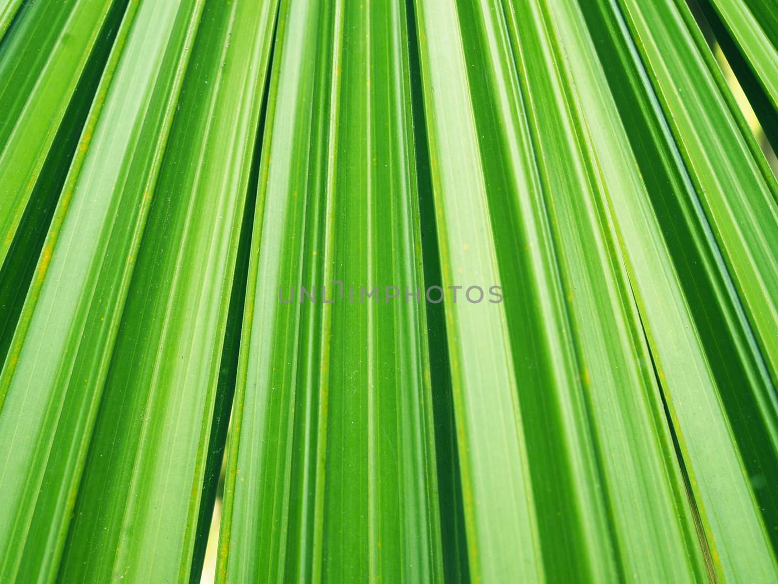 Palm leaves on a tree can be a green background. by Unimages2527