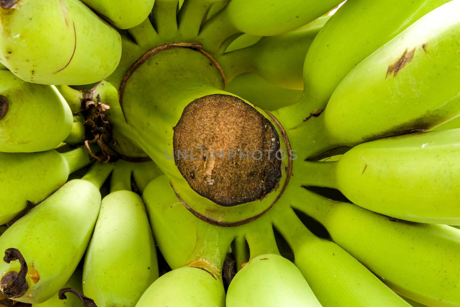 Bunch of unripe banana on wooden background.