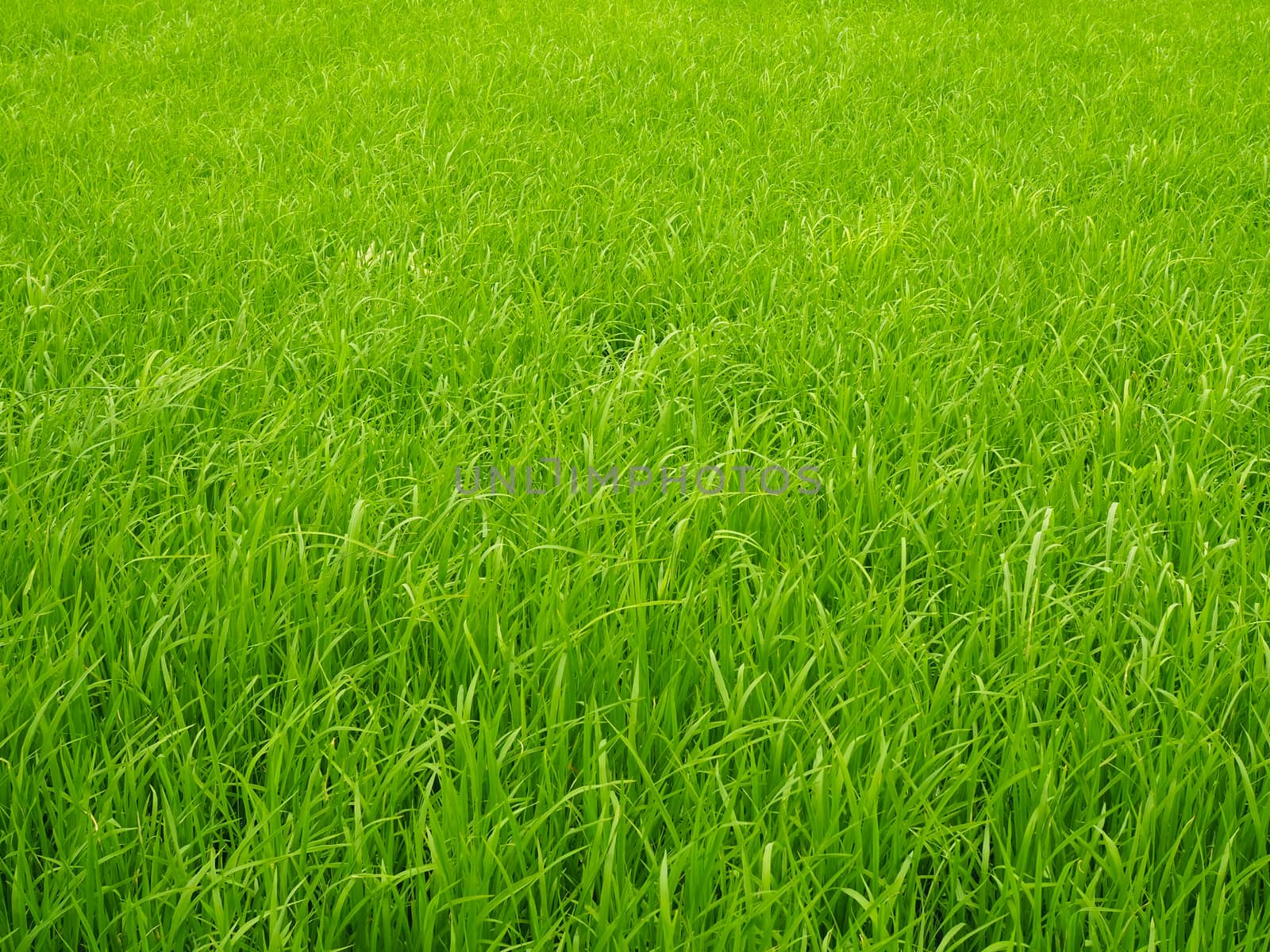 Green rice plants in the fields. by Unimages2527