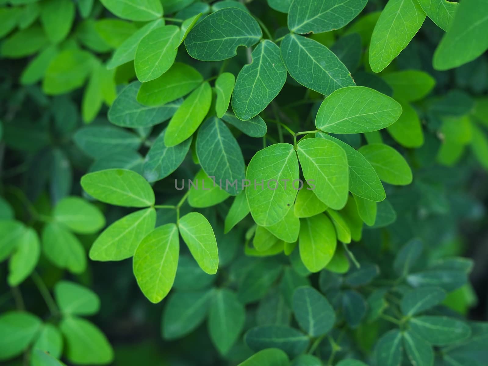 Green leaf background. by Unimages2527