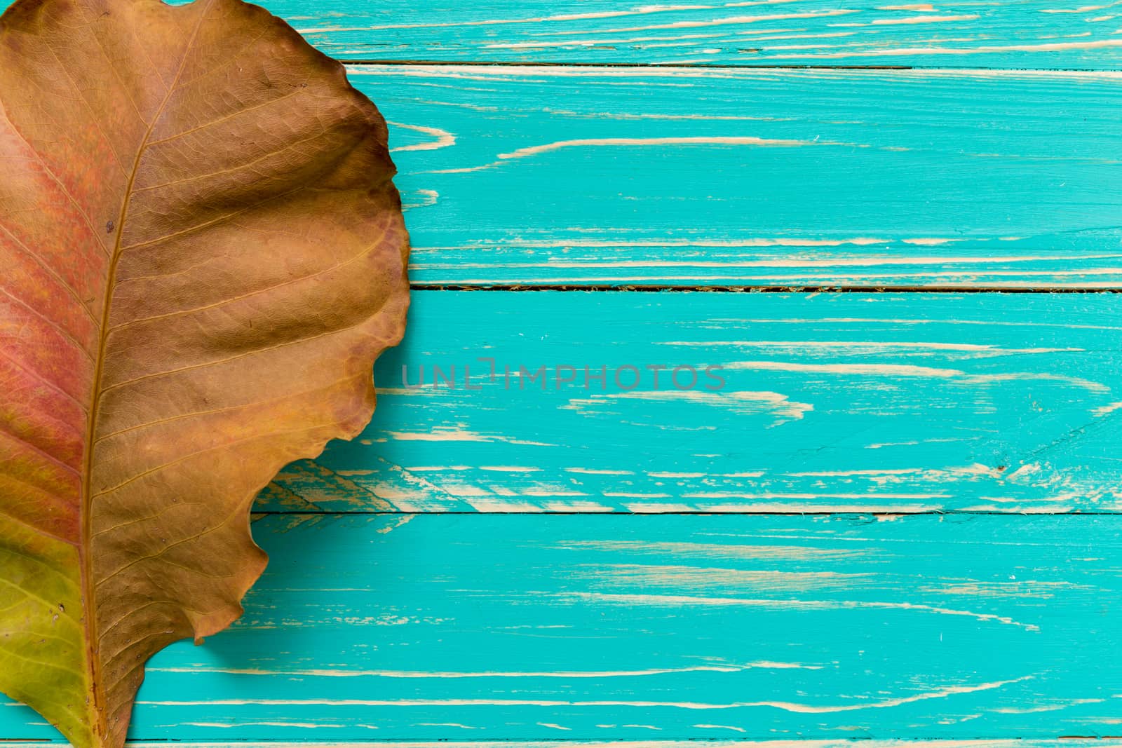 Dried leaf on blue wooden vintage background.