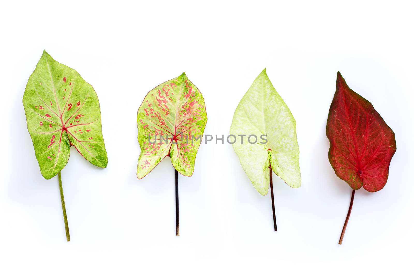 Caladium bicolor leves on white background.
