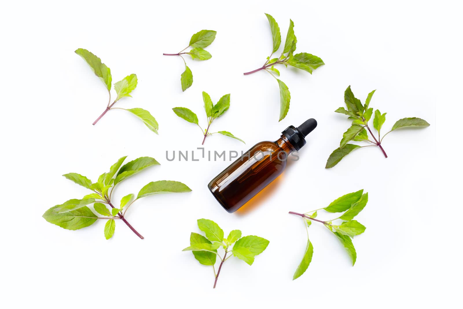 Essential oil with fresh holy basil  leaves on white background.