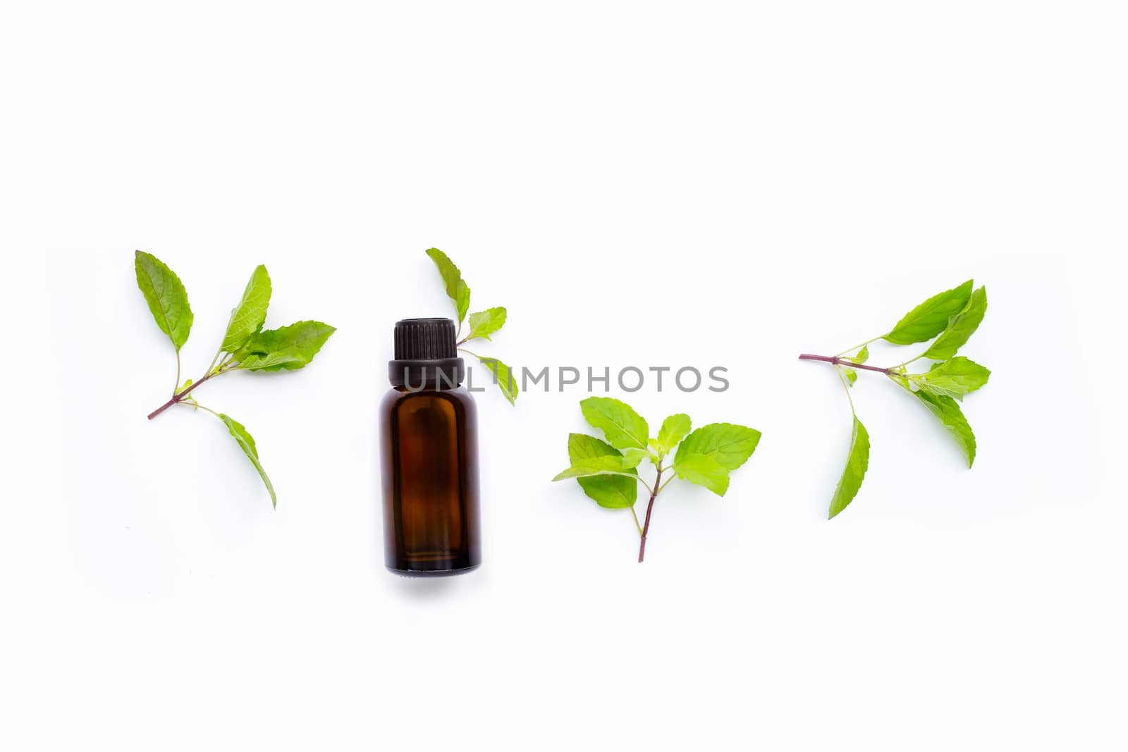 Essential oil with fresh holy basil  leaves on white background.