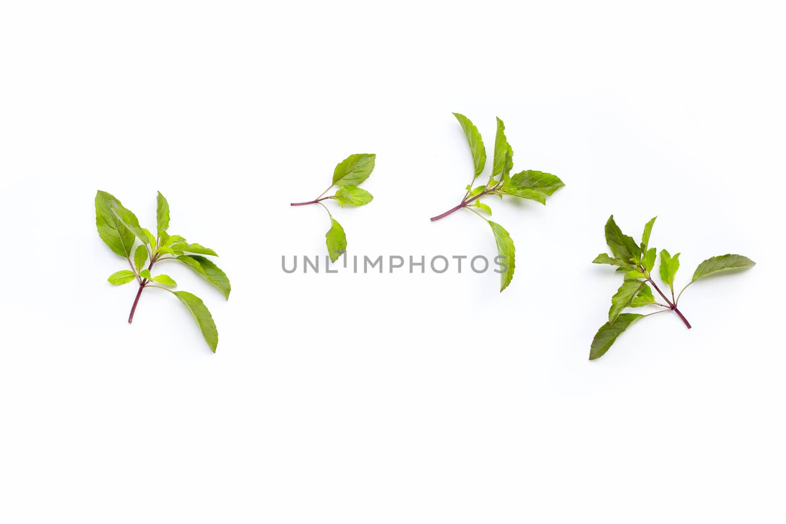 Fresh holy basil  leaves on white background. Copy space