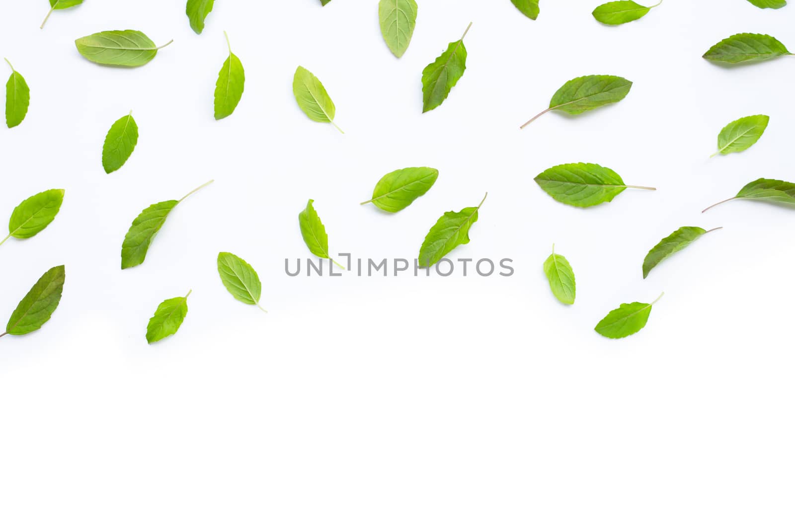 Fresh holy basil  leaves on white background. Copy space
