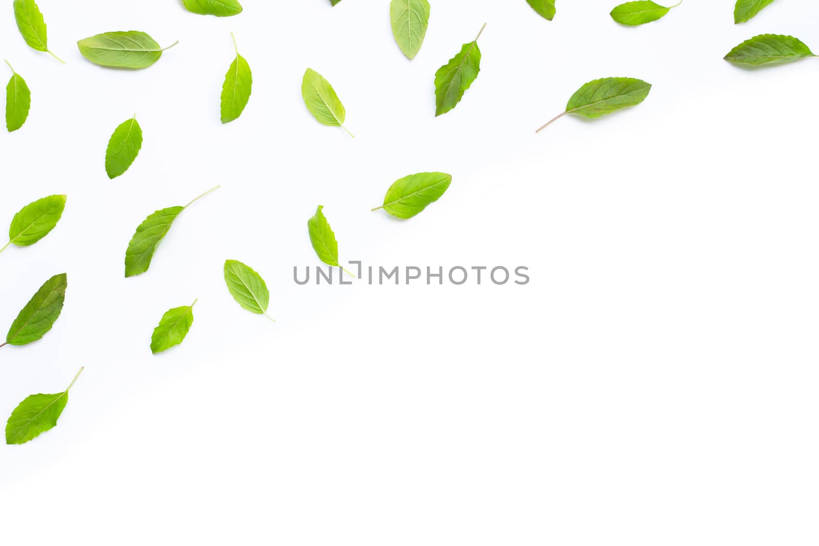 Fresh holy basil  leaves on white background. Copy space