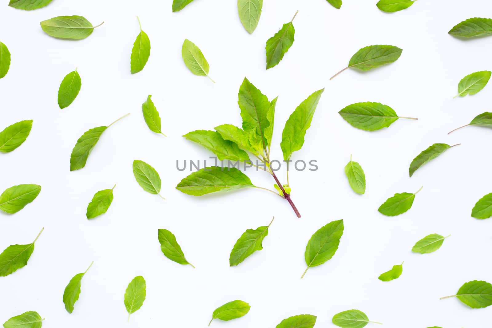 Fresh holy basil  leaves on white background.