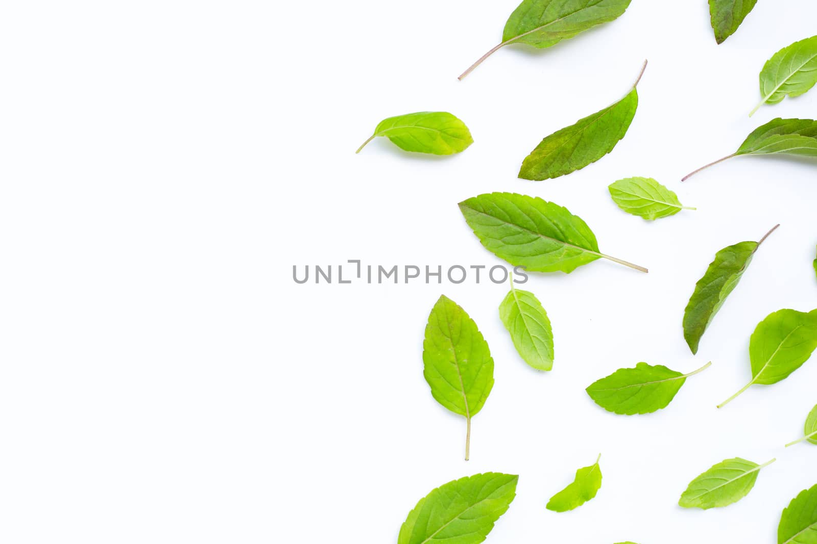 Fresh holy basil  leaves on white background.