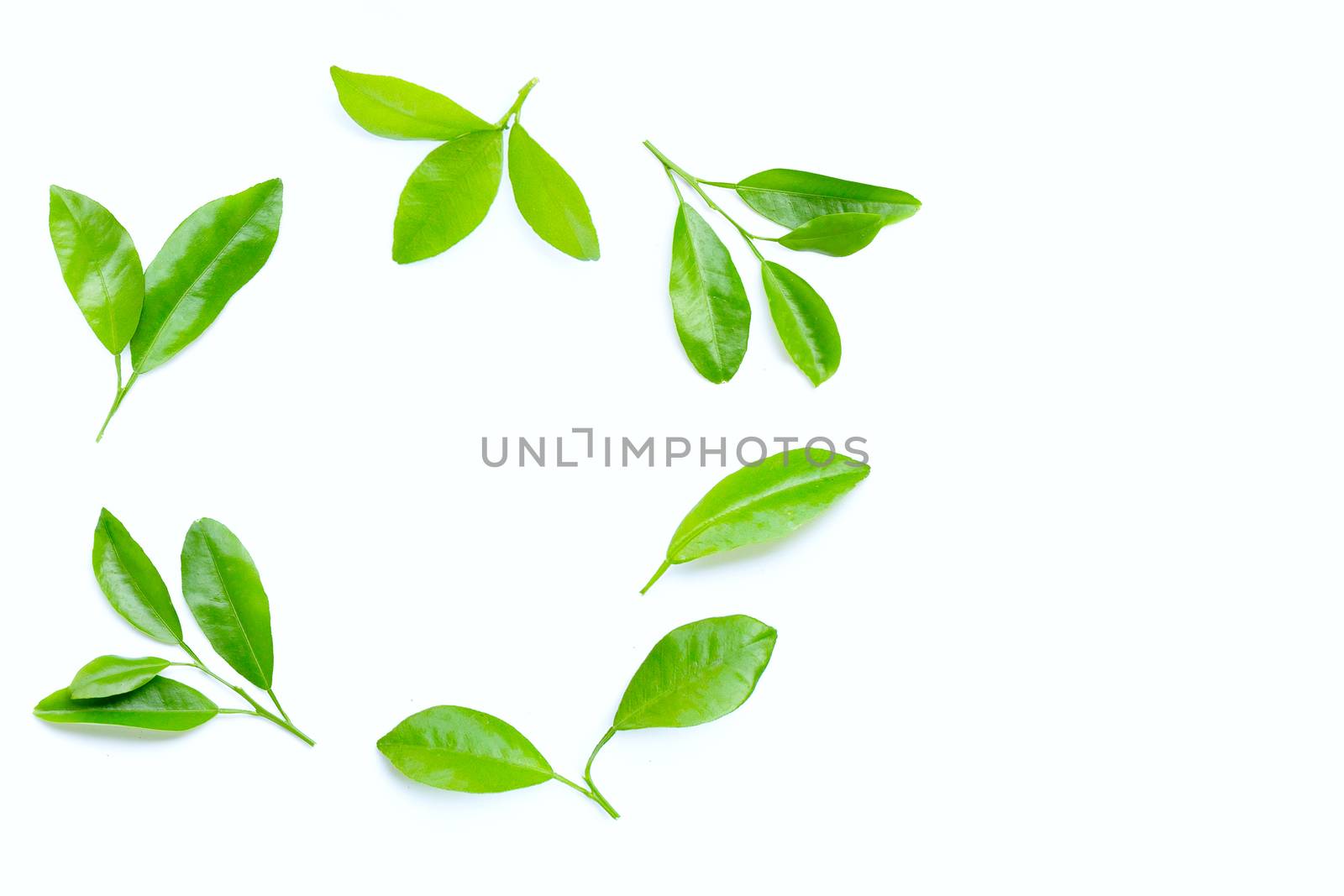 Citrus leaves circle on a white background. Copy space