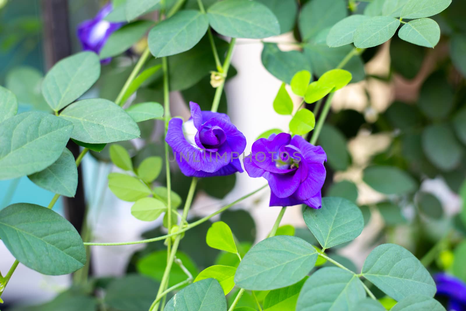 Blue butterfly pea flower blooming, Close up with green leave background.