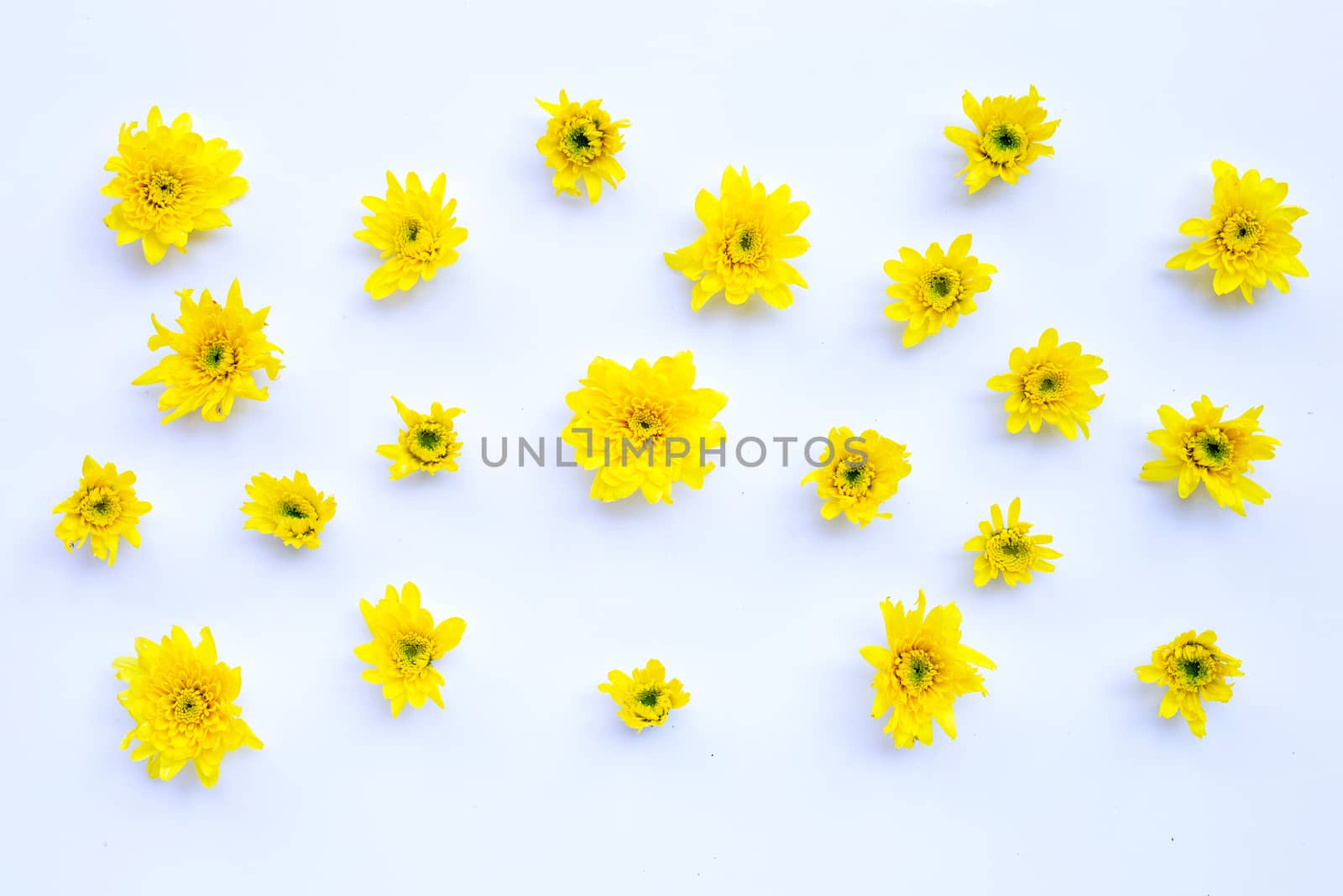 Composition of yellow flowers. Chrysanthemums on white background.