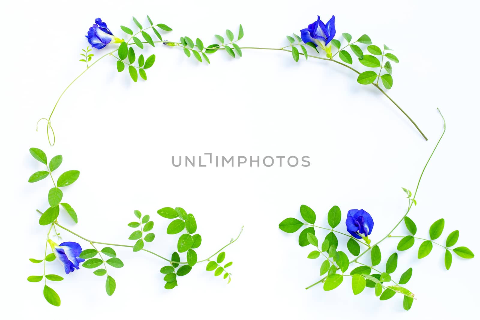 Butterfly pea flower with leaves on white background. Top view