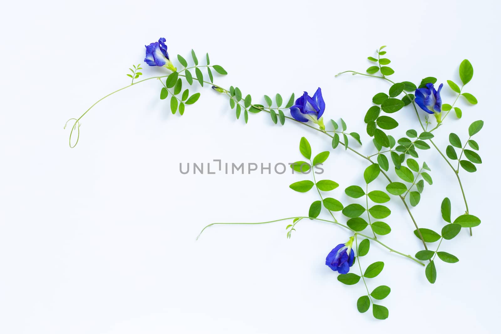 Butterfly pea flower with leaves on white background. Top view
