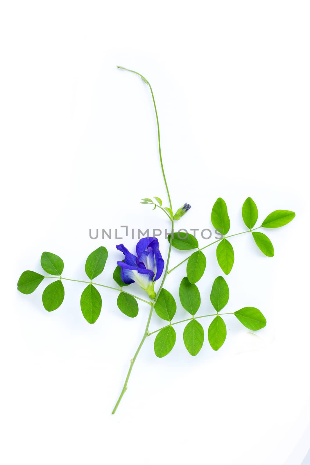 Butterfly pea flower with leaves on white background. Top view