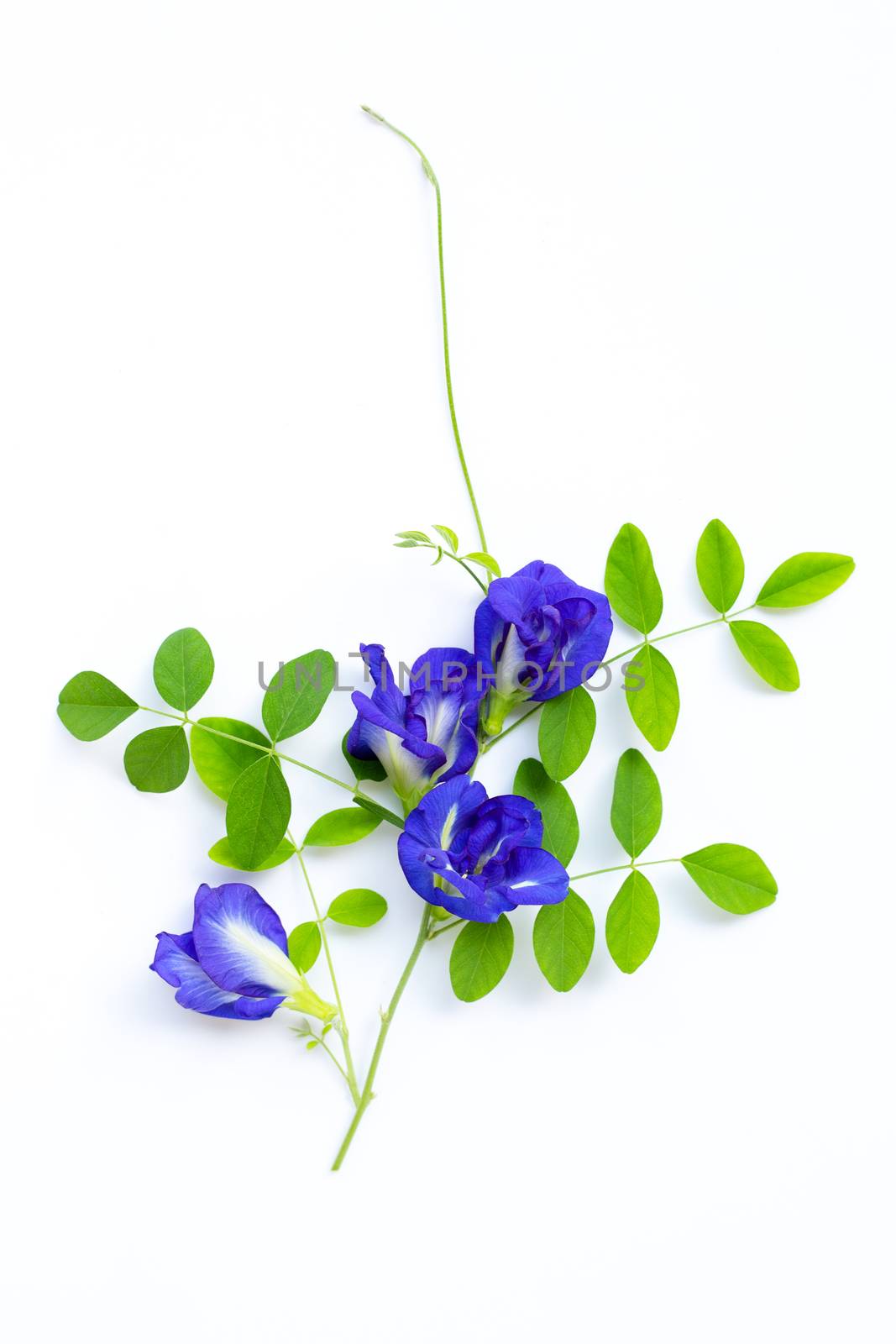 Butterfly pea flower with leaves on white background. Top view