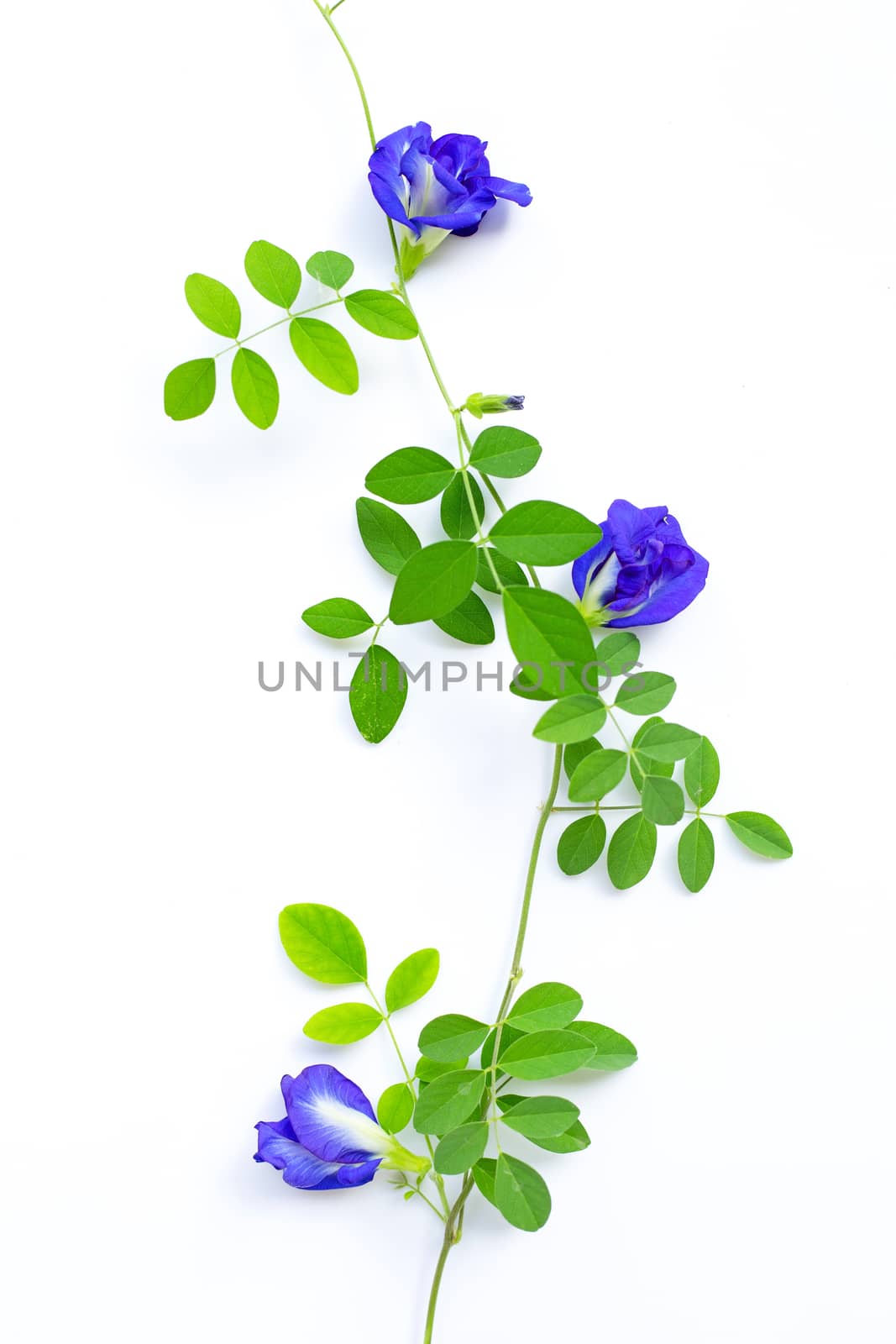 Butterfly pea flower with leaves on white background. by Bowonpat