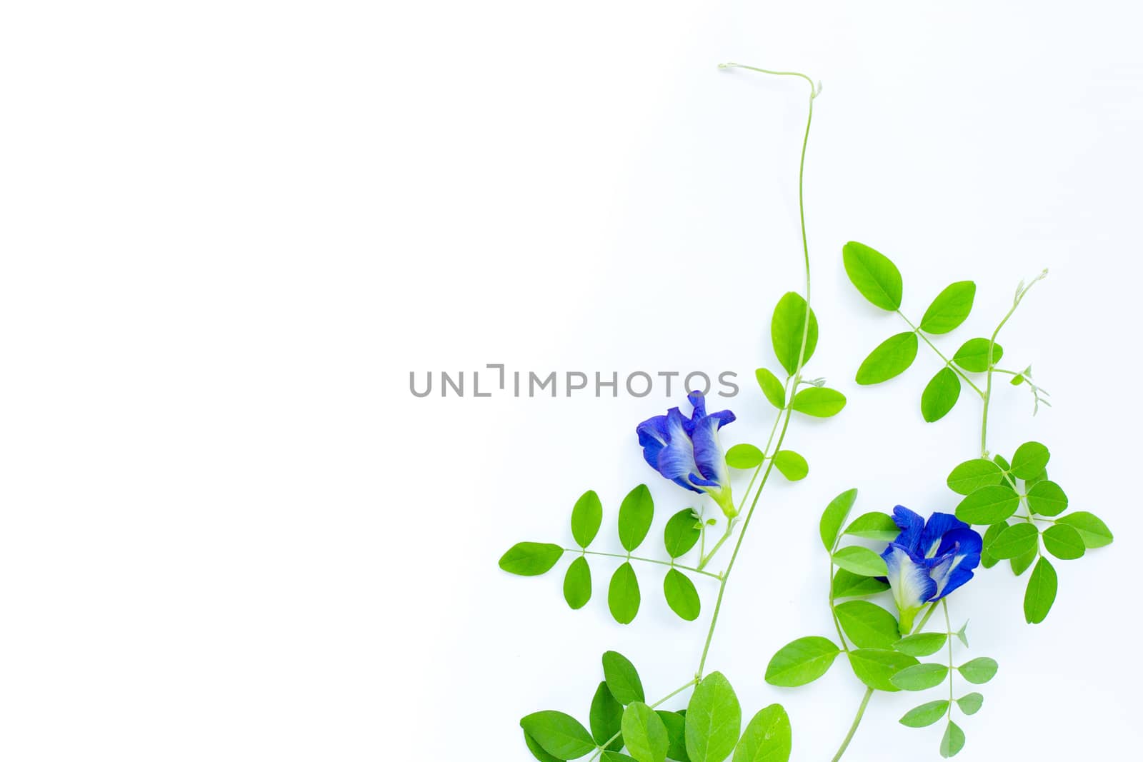 Butterfly pea flower with leaves on white background. Top view