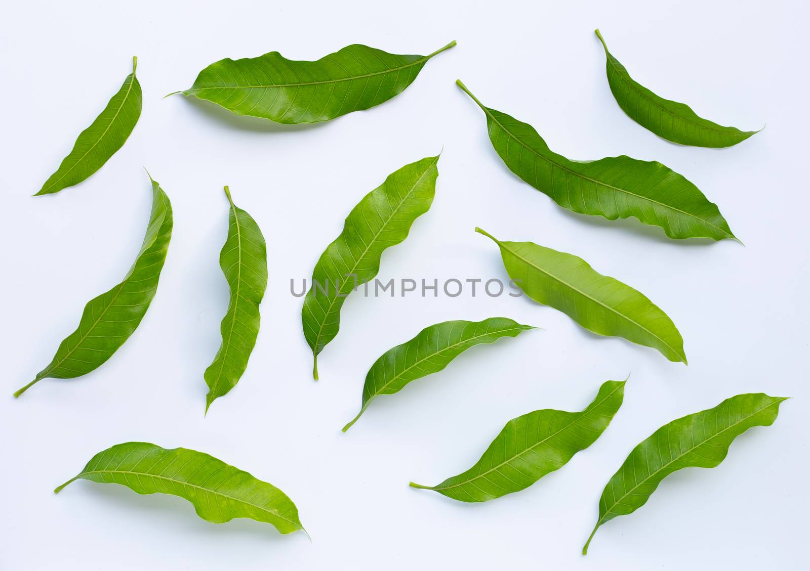 Mango leaves on white background.