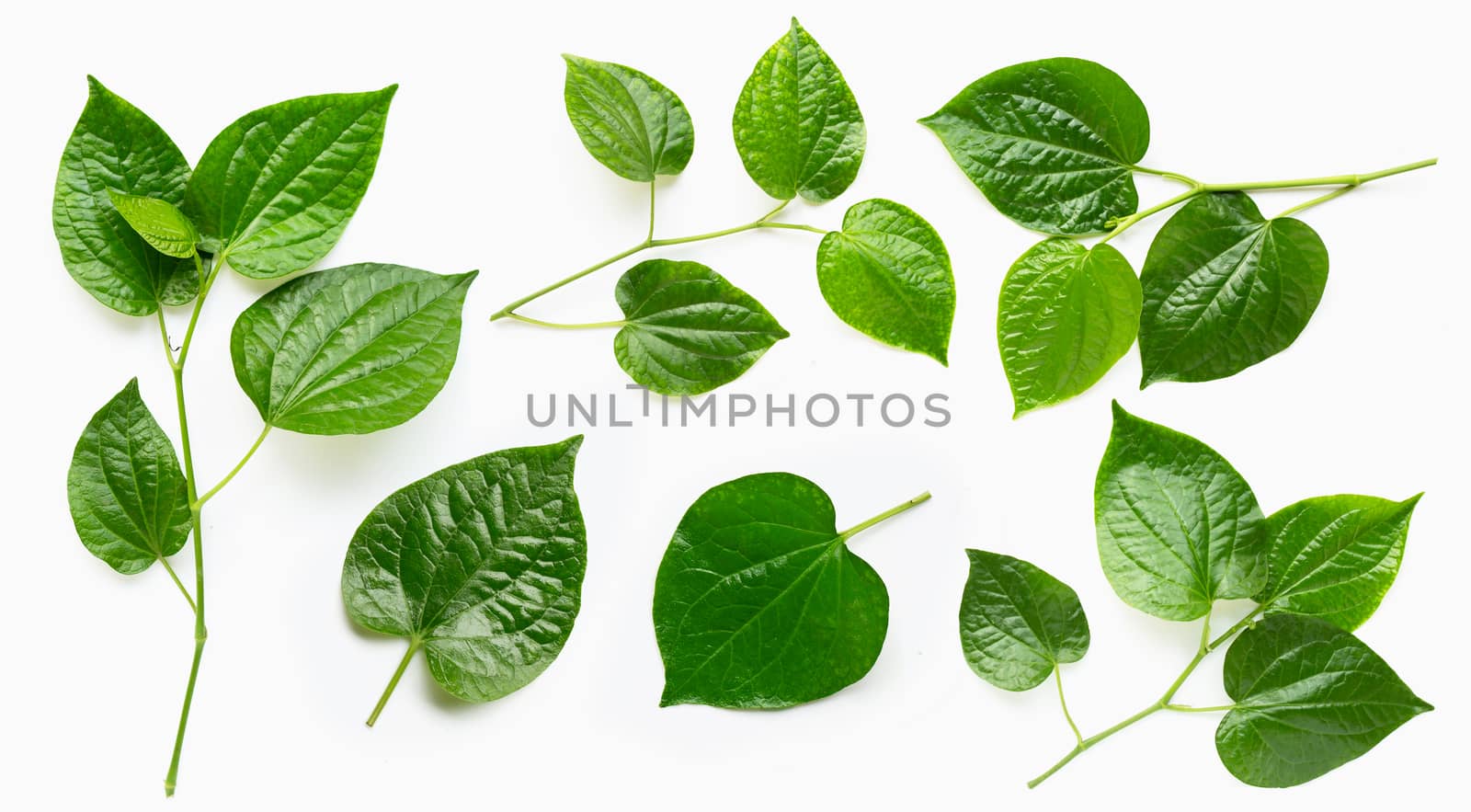 Piper sarmentosum or Wildbetal leafbush on white background