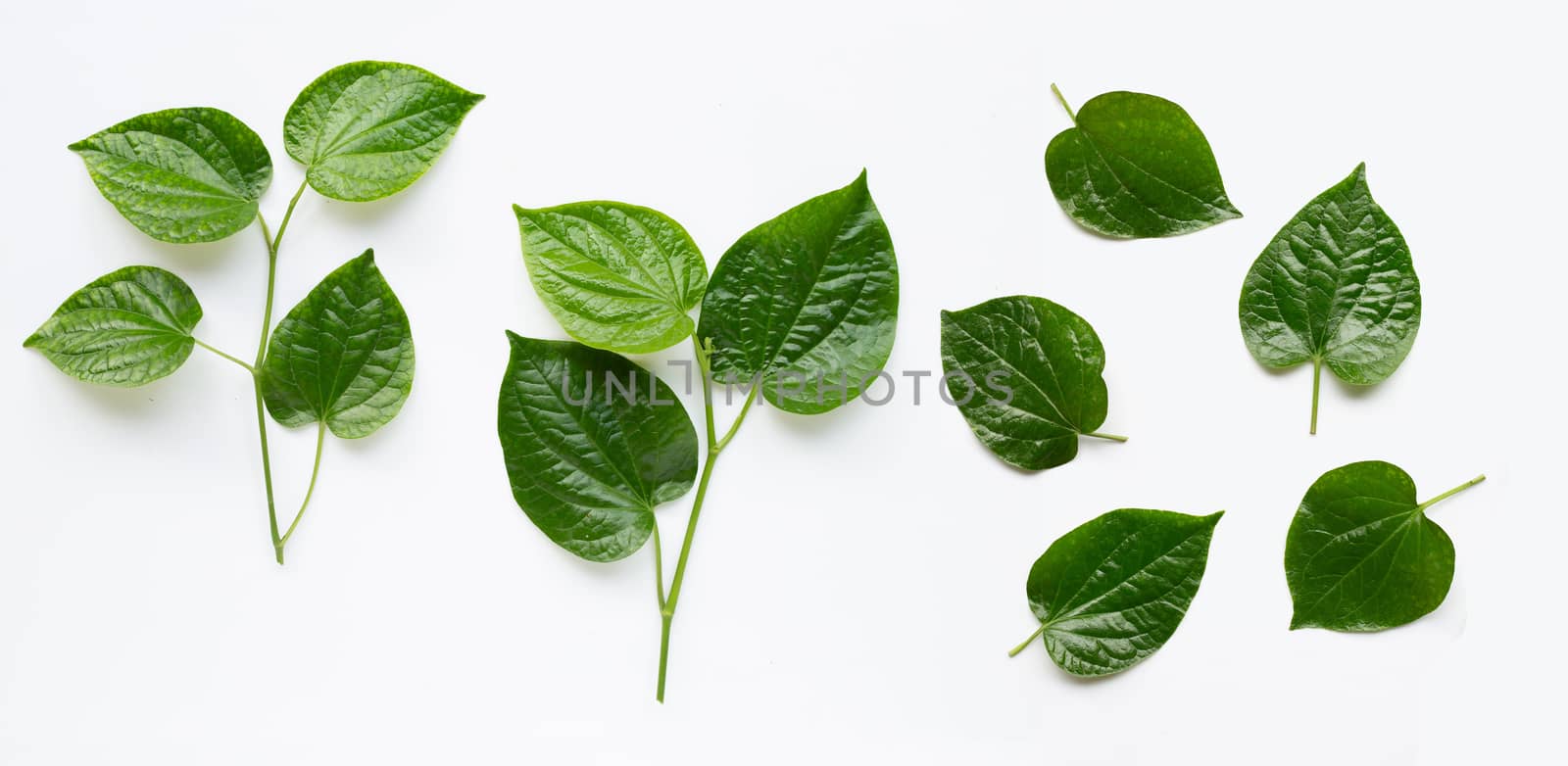 Piper sarmentosum or Wildbetal leafbush on white background by Bowonpat
