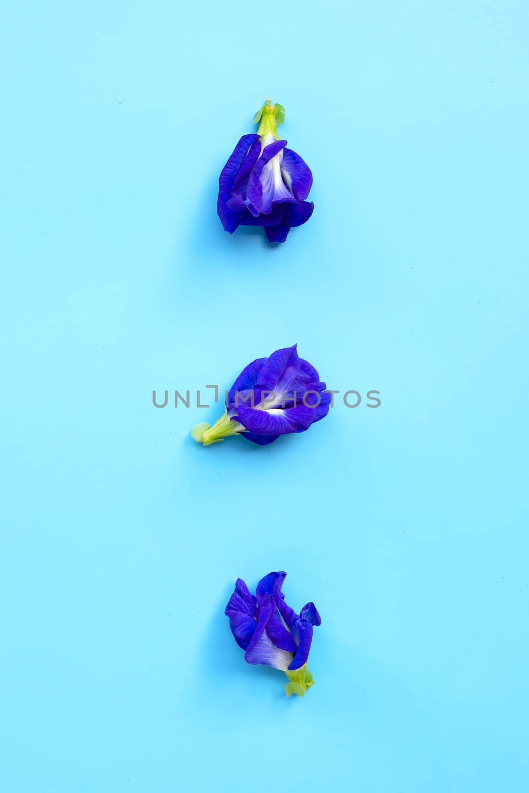 Blue butterfly pea flower blooming, blue background. by Bowonpat