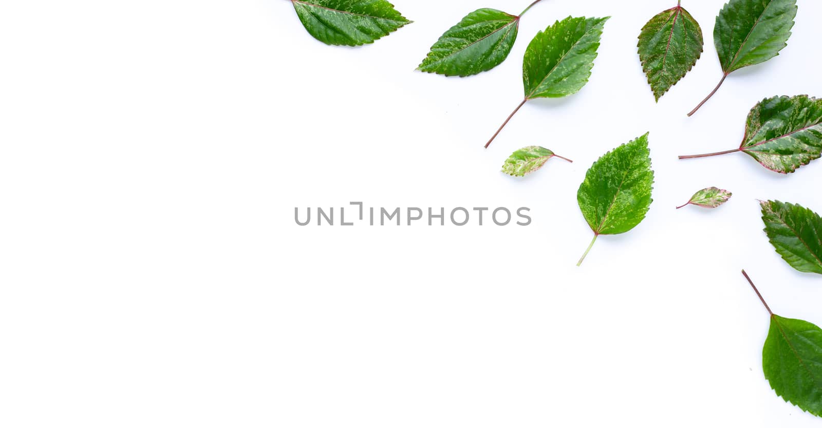 Hibiscus flower leaves on white background. Copy space