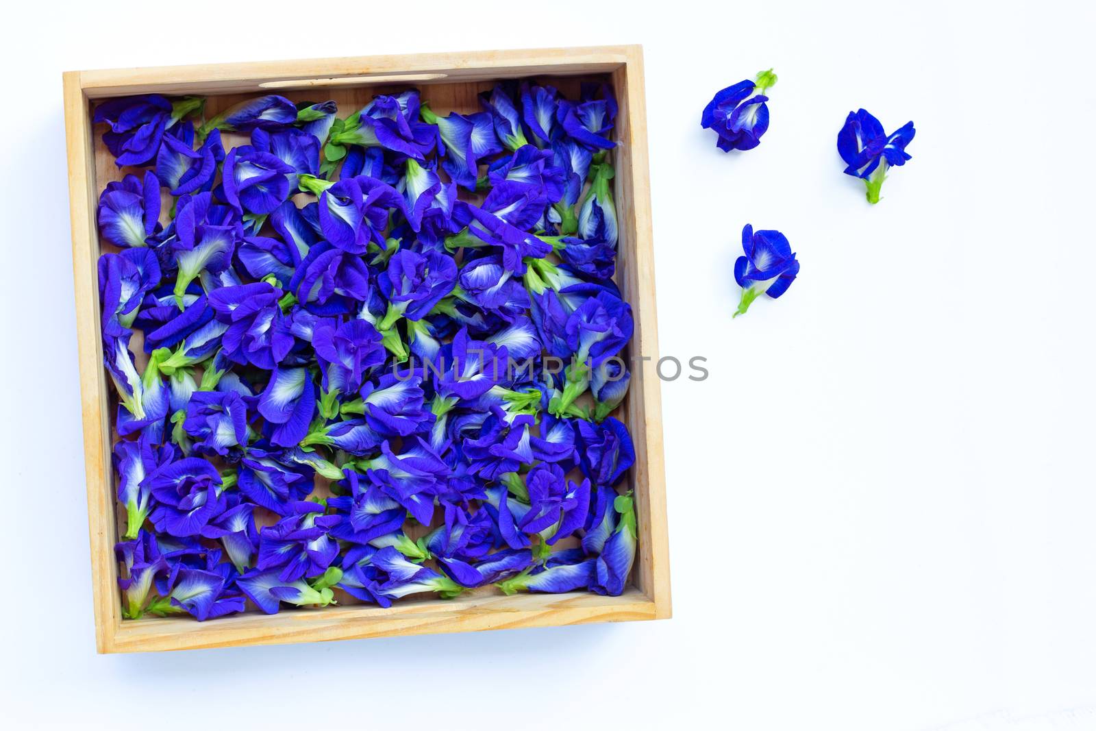 Blue butterfly pea flower blooming, on white background.