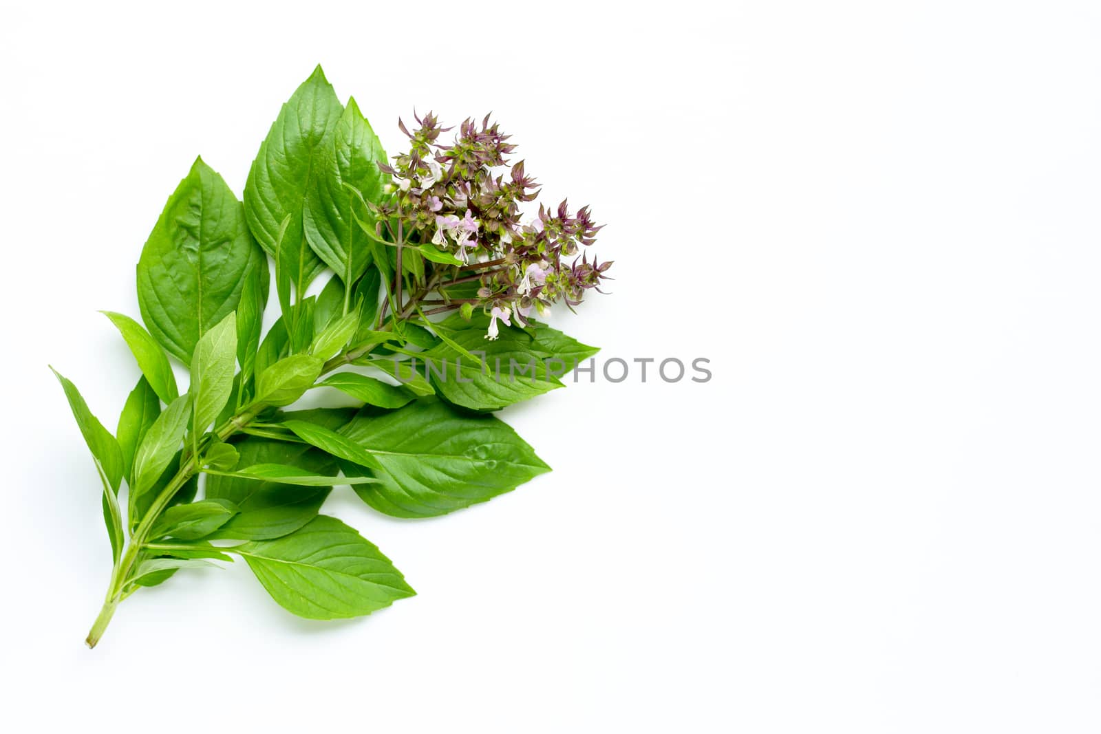 Sweet Basil leaves with flower on white background.