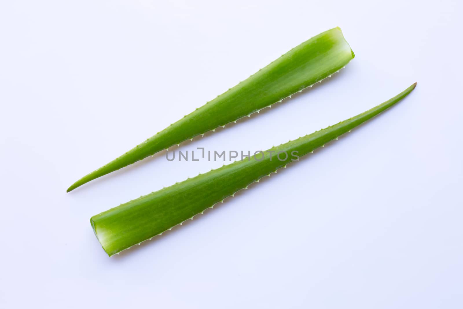 Aloe vera fresh leaves on white background. Copy space