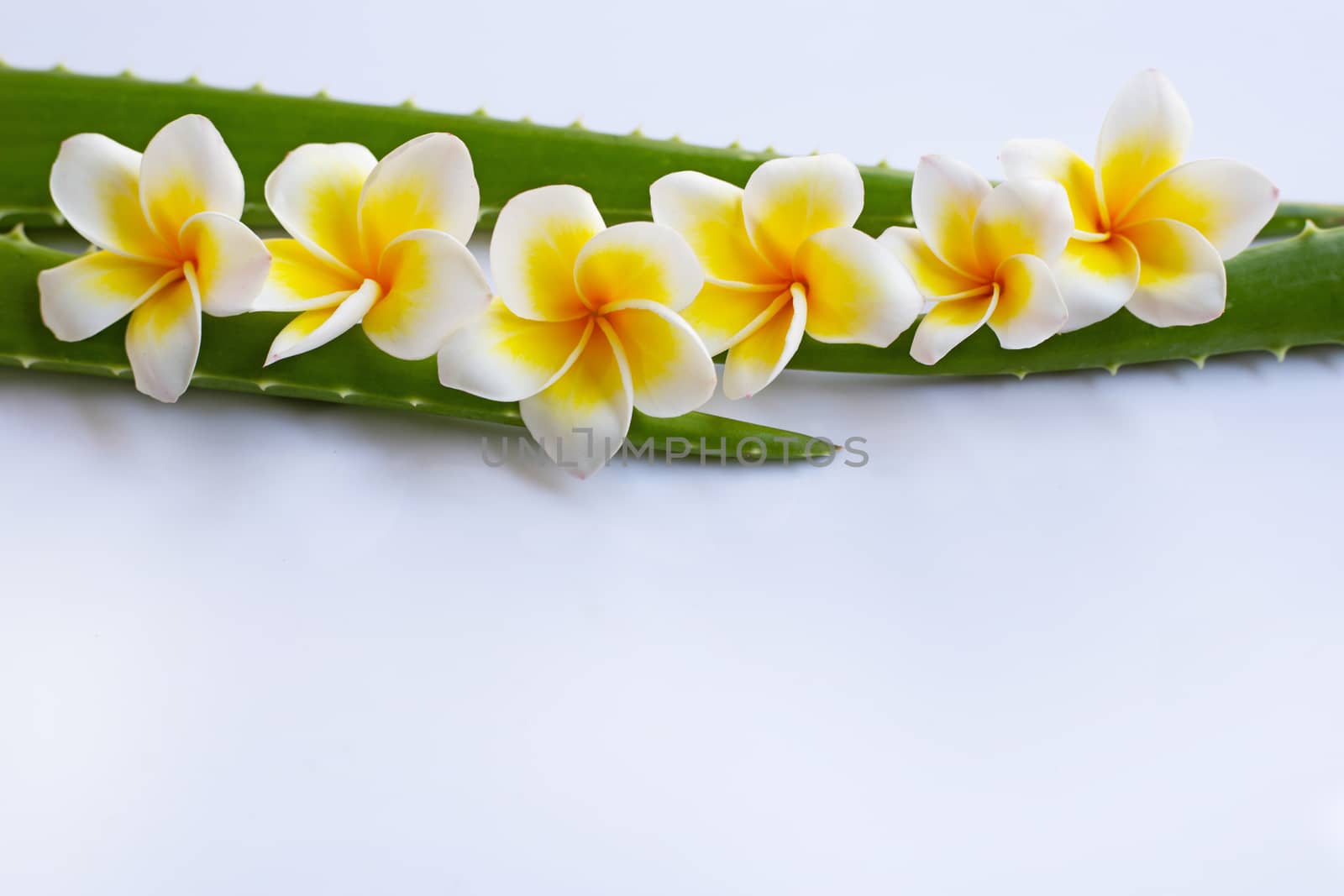 Aloe vera and Plumeria flower with leaves on white background.