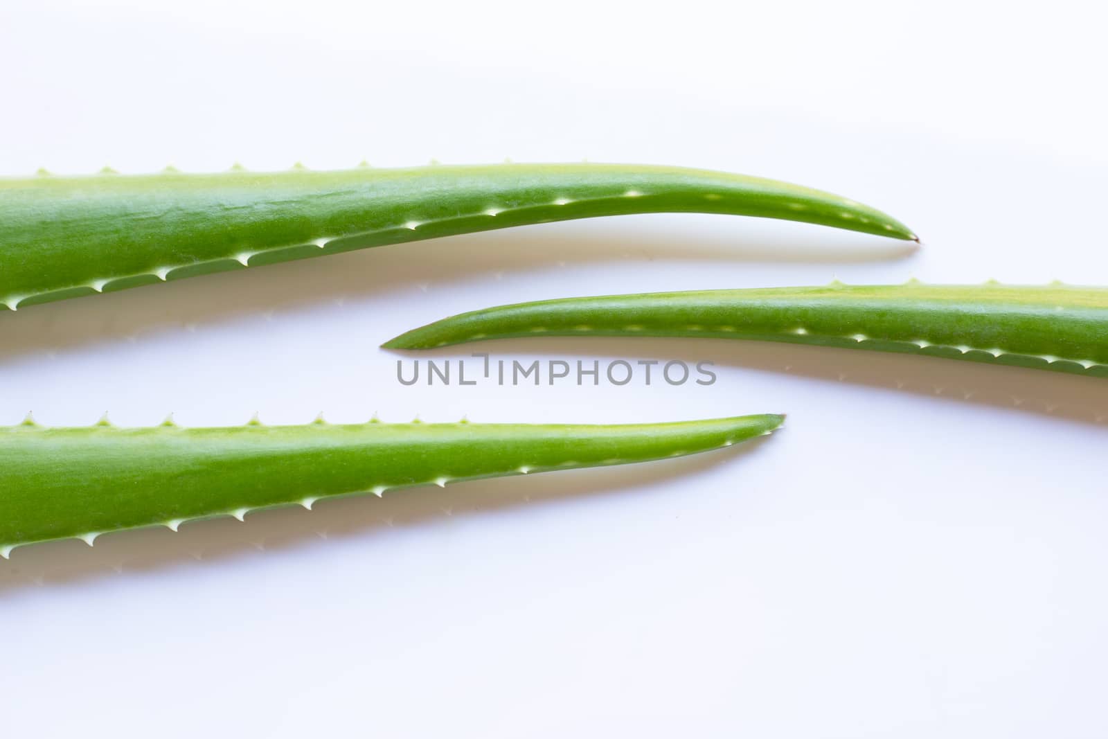 Aloe vera leaves on white background. 