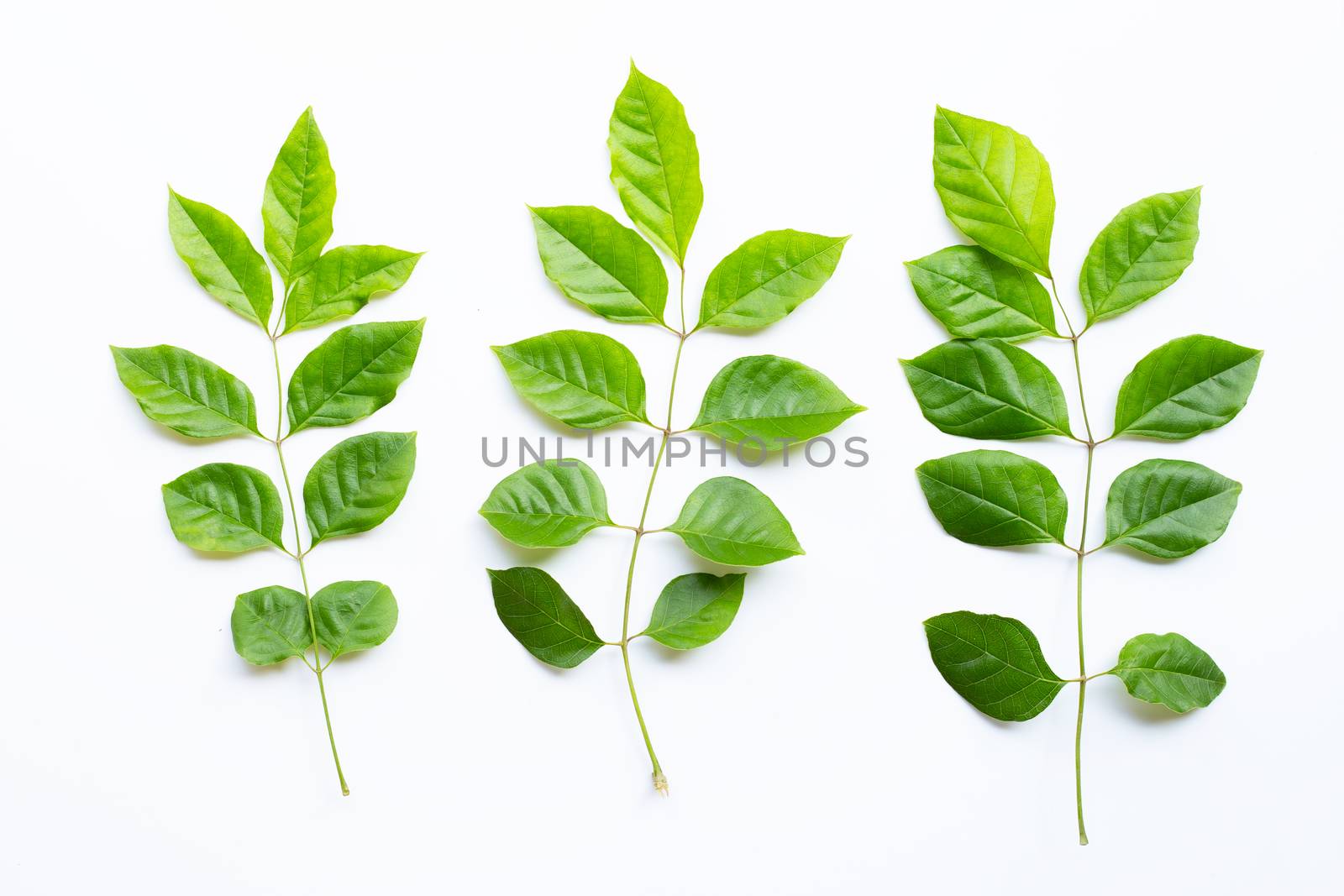 Green leaves  on white background. Top view