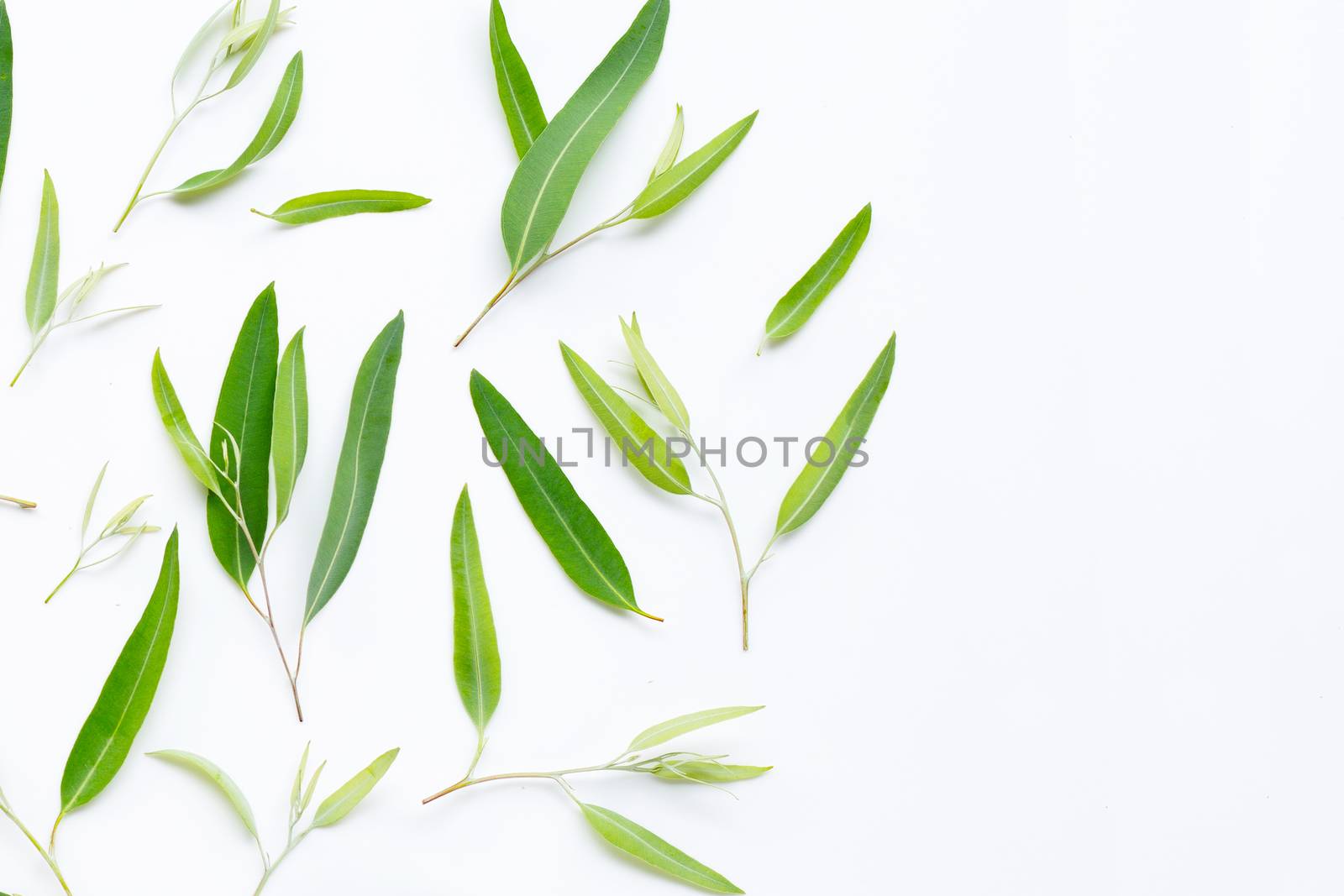 Eucalyptus leaves on white background. Copy space