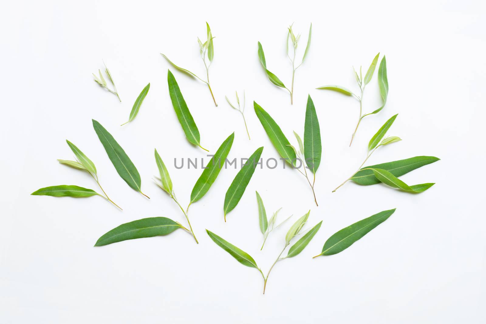 Eucalyptus leaves on white background.