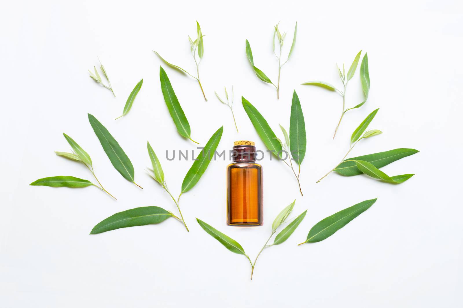 Eucalyptus essential oil bottle with  leaves on white background.