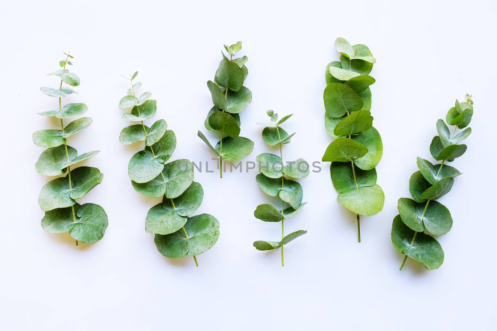 Branches eucalyptus isolated on white background
