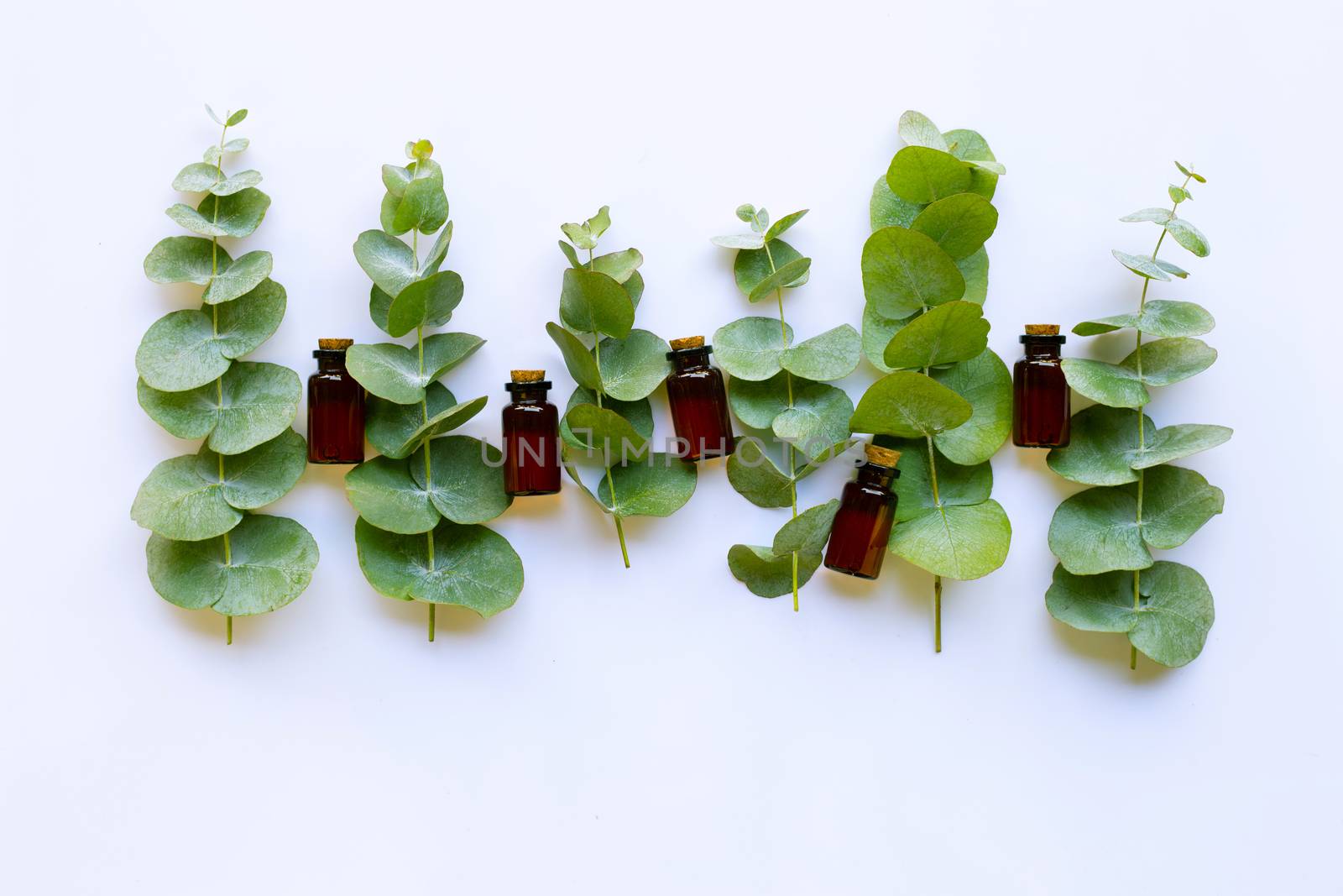Eucalyptus essential oil on white background.